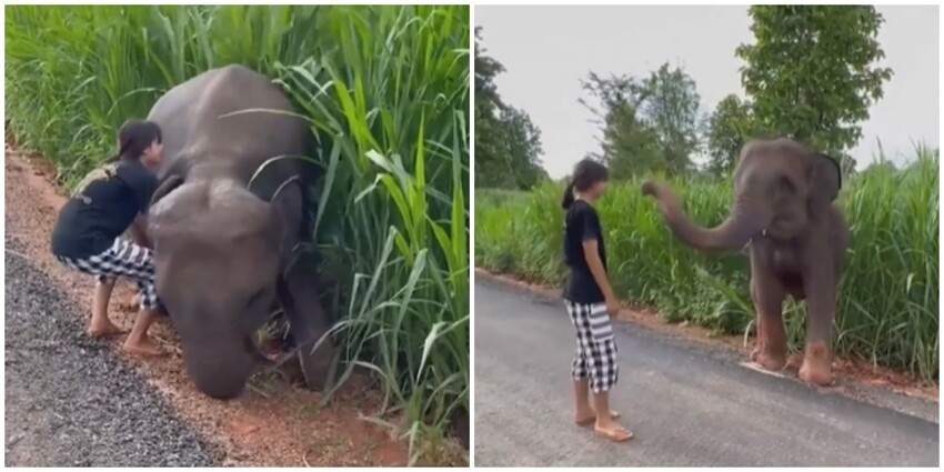 Девушка спасла слонёнка и получила благодарность