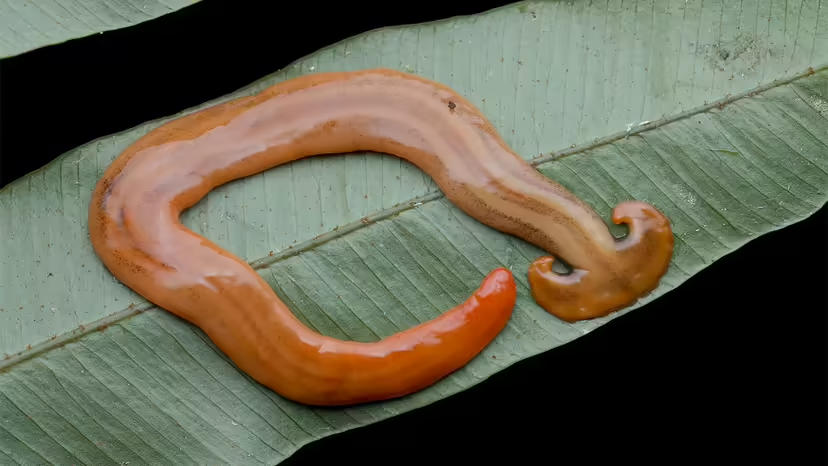 Токсичный гигант. 5 интересных фактов про молотоголовых червей