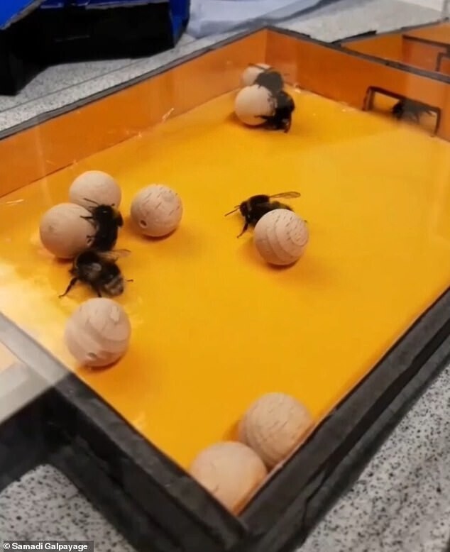 Ученые засняли пчелиный футбол