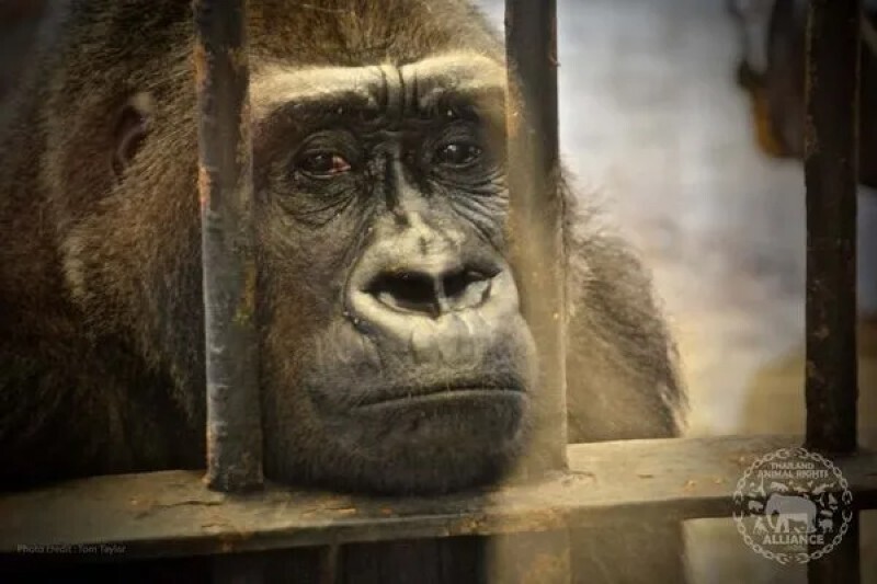 Самая грустная в мире горилла 33 года живёт в ужасных условиях