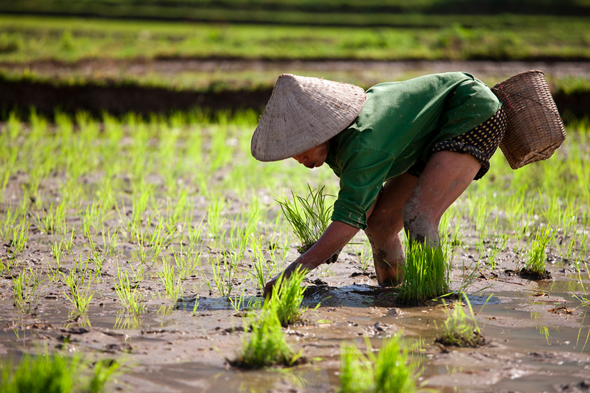 Зачем заливают рисовые поля водой, если рис и так прекрасно растёт?