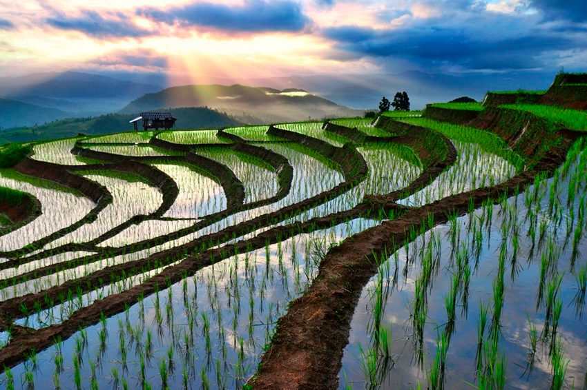 Зачем заливают рисовые поля водой, если рис и так прекрасно растёт?