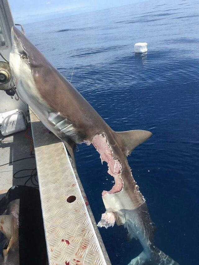 Животное, которое укусило акулу, гораздо превосходит её по размеру