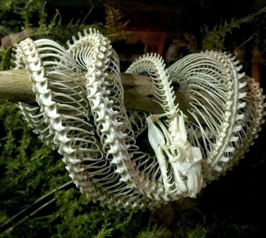 Скелет зеленого древесного питона