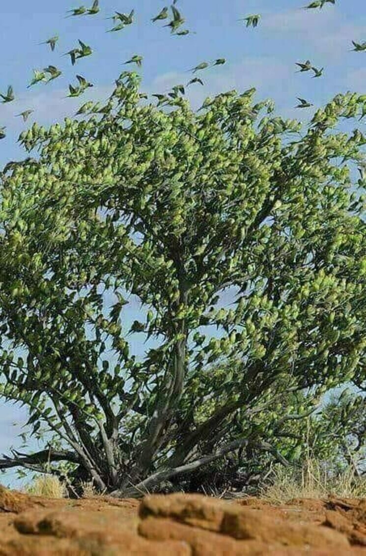 Это не листья, дерево полностью занято попугаями
