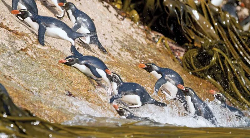 Большой хохлатый пингвин: Эволюционная ловушка и безжалостные территориальные войны. По-настоящему жесткая стратегия выживания