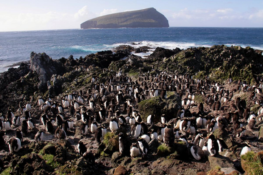 Большой хохлатый пингвин: Эволюционная ловушка и безжалостные территориальные войны. По-настоящему жесткая стратегия выживания