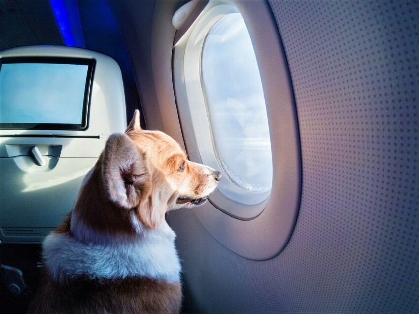 Как авиакомпании мира относятся к перевозке животных