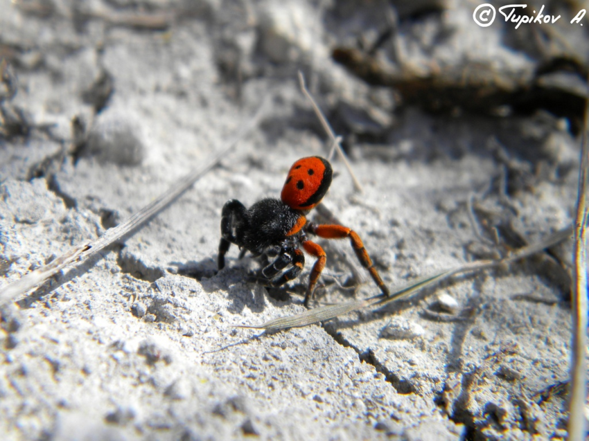 Черный эрезус: Этот паук не плетёт паутины. Вместо этого он минирует землю ловушками и ждёт. Что будет, если на «капкан» наступит человек?