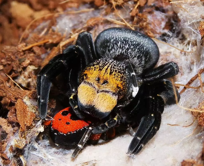 Черный эрезус: Этот паук не плетёт паутины. Вместо этого он минирует землю ловушками и ждёт. Что будет, если на «капкан» наступит человек?