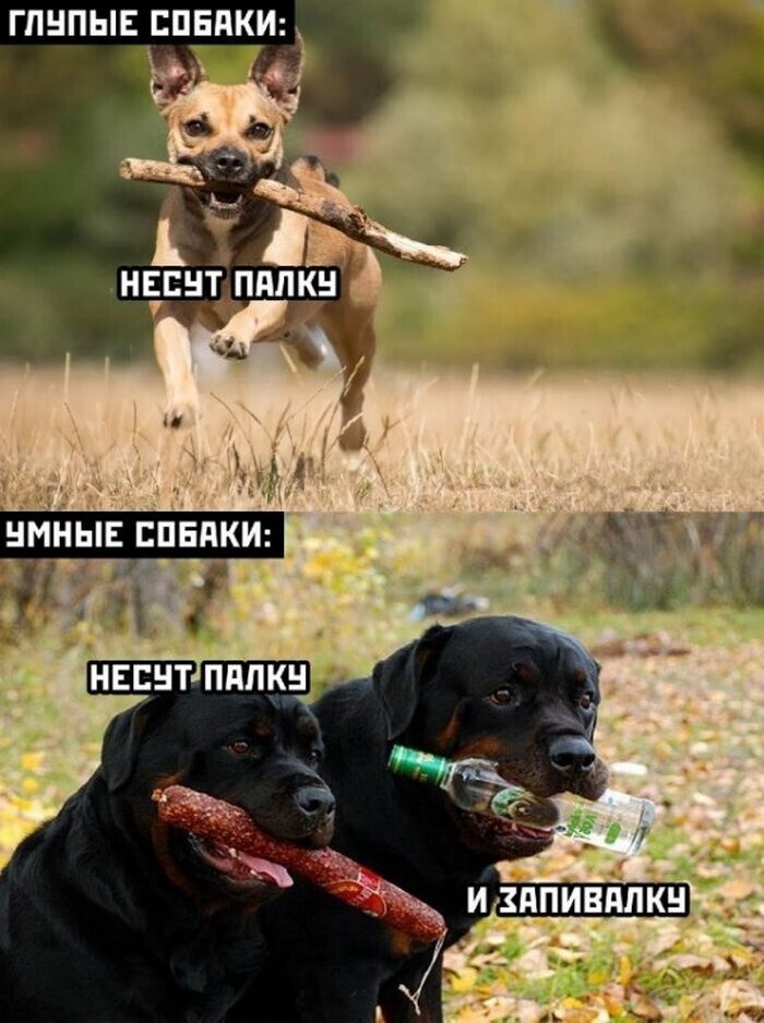 Всё вразнобой