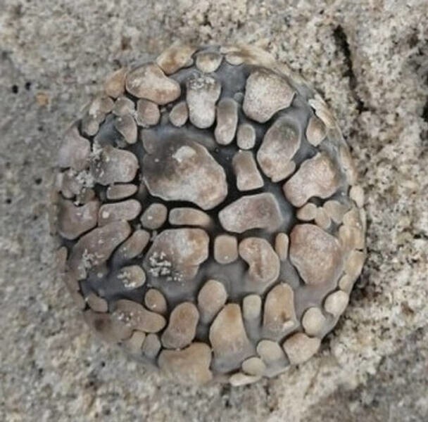 14. «Круглый сегментированный предмет, найденный на пляже в Южной Африке».