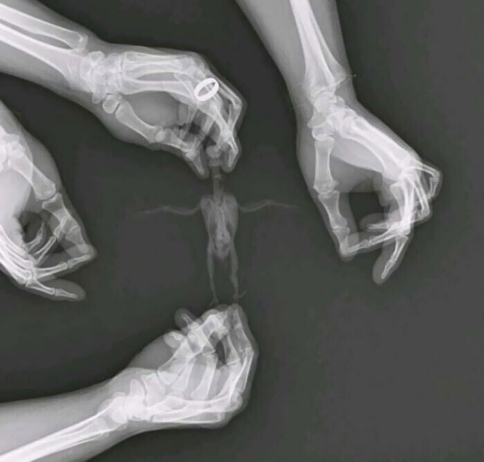 Во время рентгена ветеринары придерживают птицу за перья"