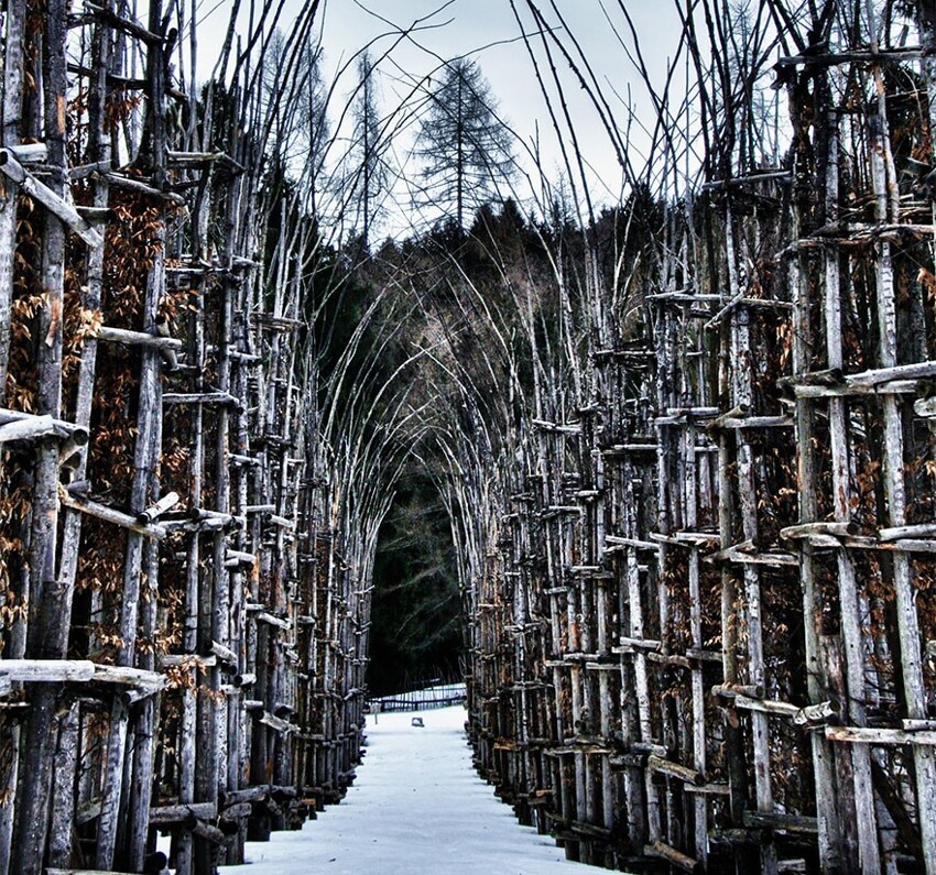 Итальянец создал величественный собор из живых деревьев