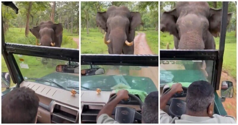Водитель туристического автомобиля пытается скрыться от разъяренного слона