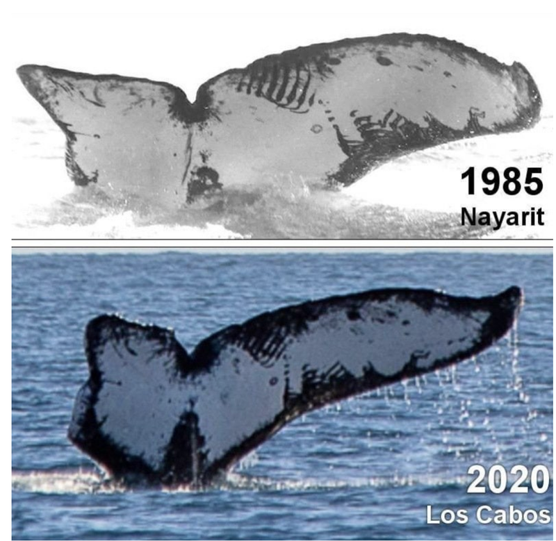 14. Фотографии одного и того же кита, сделанные у побережья Мексики с разницей в 35 лет