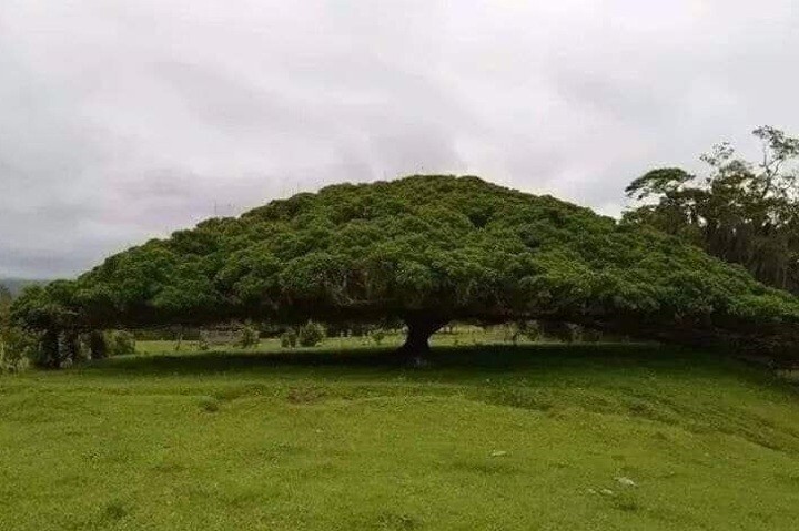19. Дерево в Коста-Рике шириной 50 метров