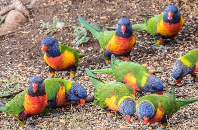 Тысячи попугаев в Австралии падают без движения