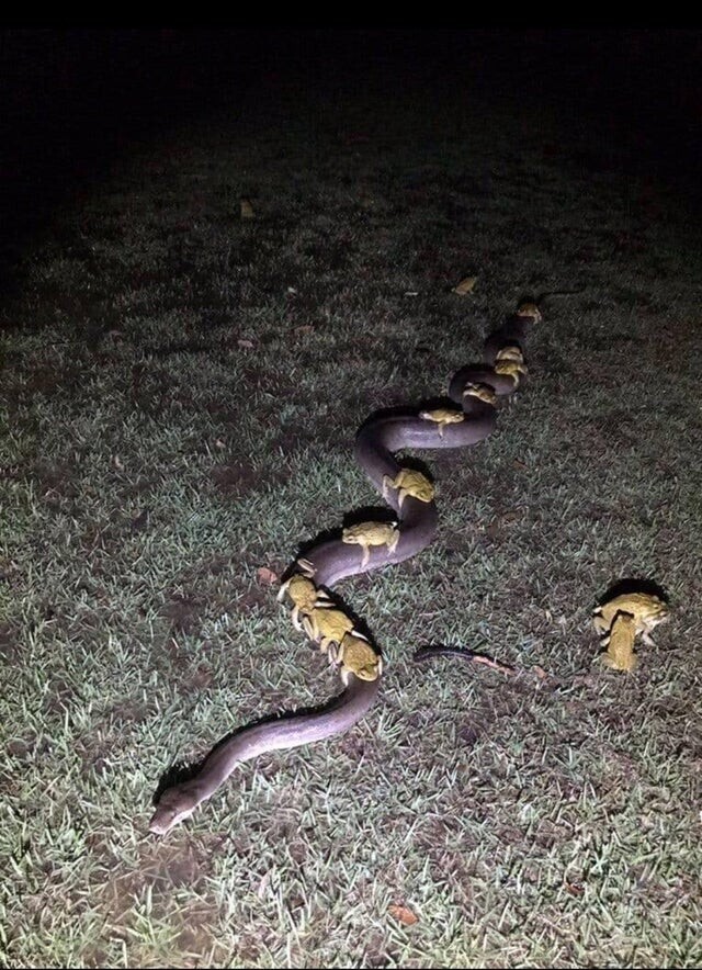 Лягушки решили выбрать змею своим транспортом