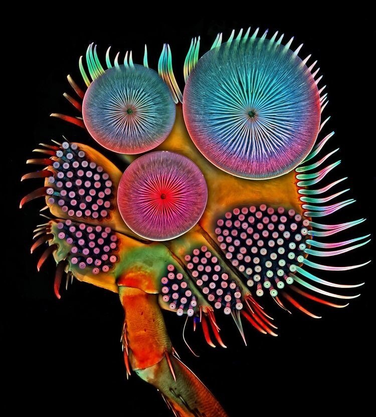 Микроскопическое изображение лапки жука