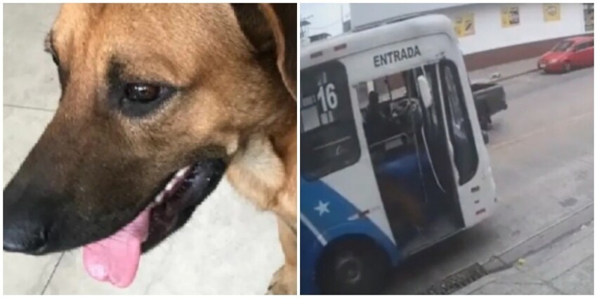 Пёс освоил общественный транспорт, чтобы видеть свою хозяйку чаще