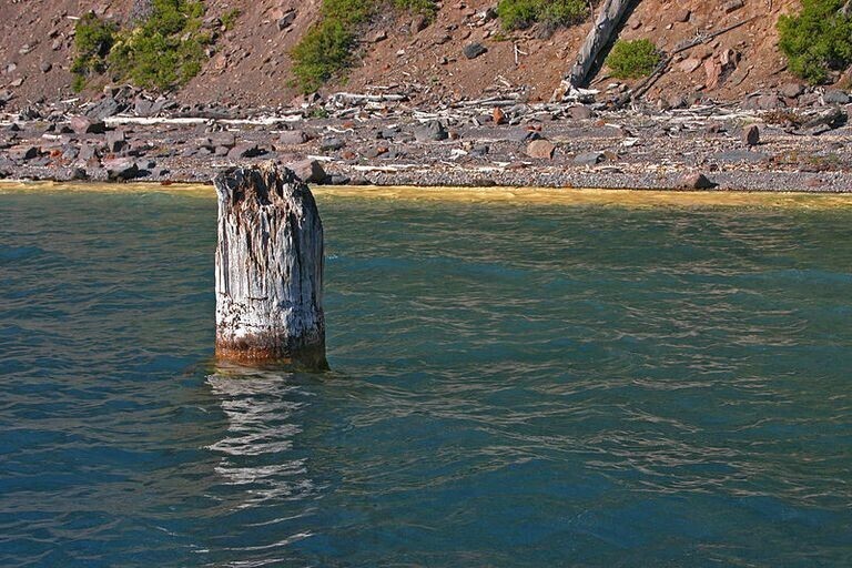 Бревно, которое плавало в озере более 120 лет