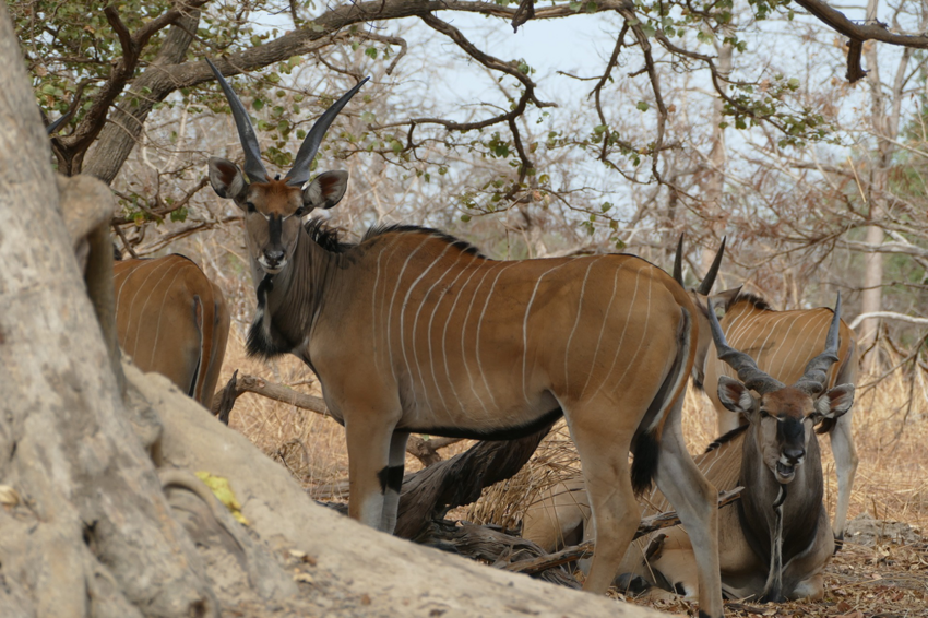 Западная канна: Антилопа размером с бизона. Крупнейшая в мире антилопа и её образ жизни