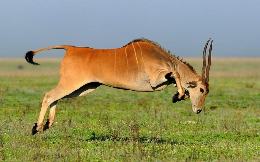 Западная канна: Антилопа размером с бизона. Крупнейшая в мире антилопа и её образ жизни