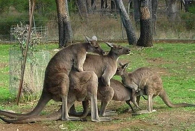 19 примеров того, что австралийские животные зашли слишком далеко
