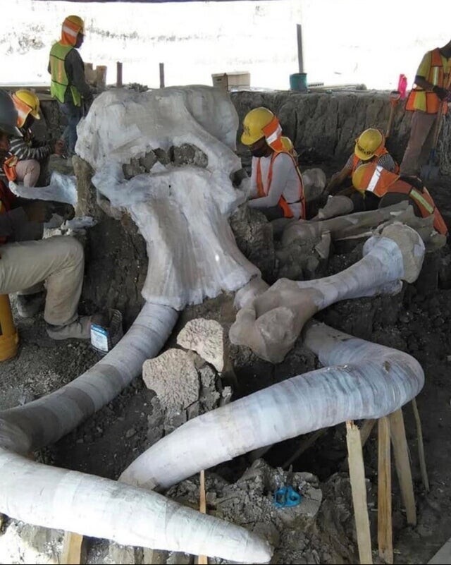 Кости мамонта найдены в центральной Мексике