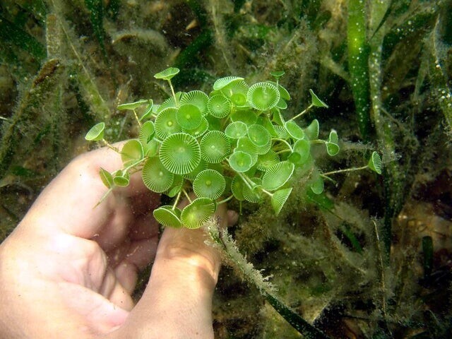 Род зелёных водорослей, каждая из них - одноклеточный организм, Acetabularia