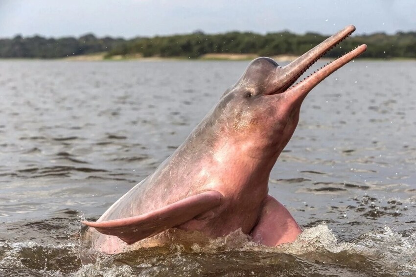 Красивый высший хищник: 10 интересных фактов про розового дельфина