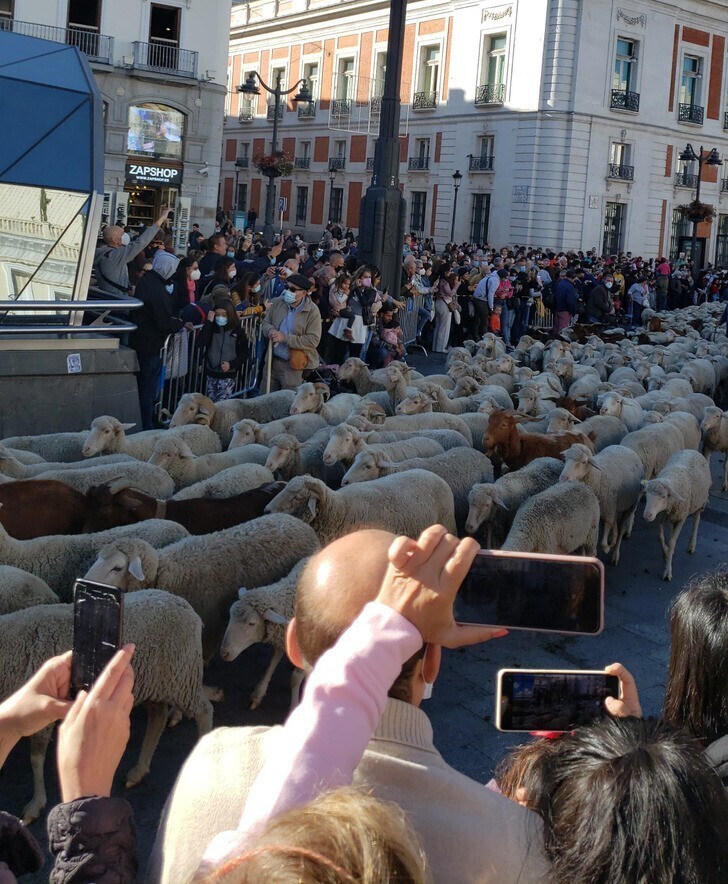 По Мадриду гонят стадо овец