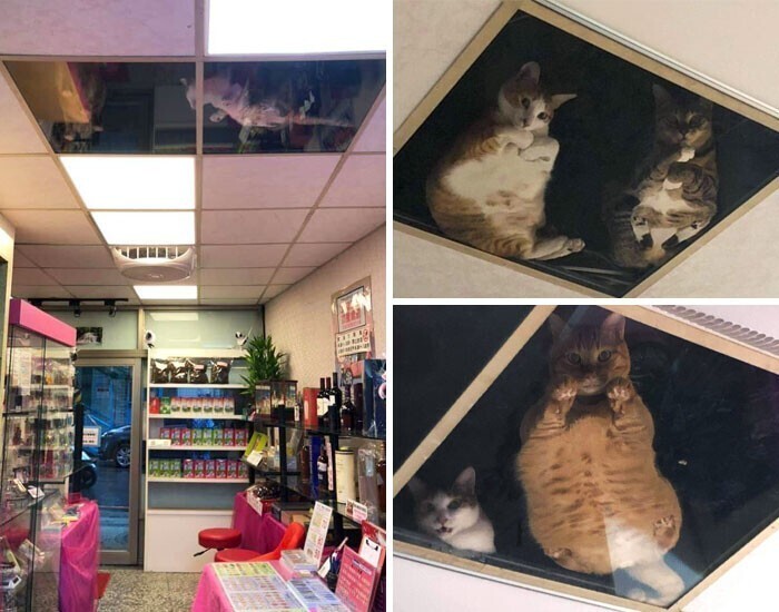 Владелец магазина переделал потолок, чтобы кошкам было веселее