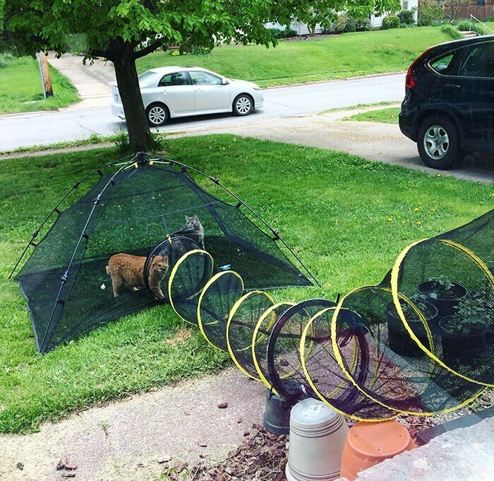 Палатка для котов, где они могут погулять и подышать свежим воздухом
