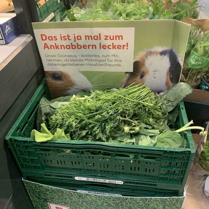 Бесплатная зелень для питомцев в супермаркете