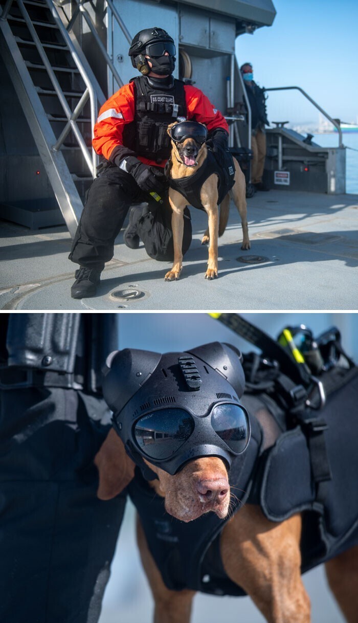 Форма служебных собак береговой охраны