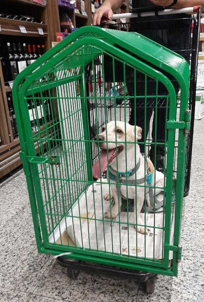 В супермаркете есть тележки с клеткой для собак, чтобы ходить по магазину с питомцем