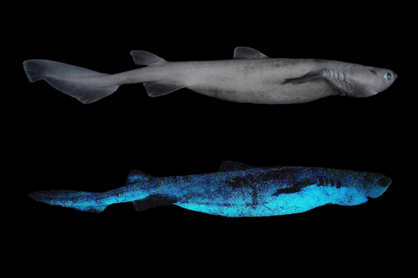 Чёрная колючая акула: Рыба с «железной» печенью. У акулы этот орган составляет 17% от массы тела и умеет выводить тяжёлые металлы