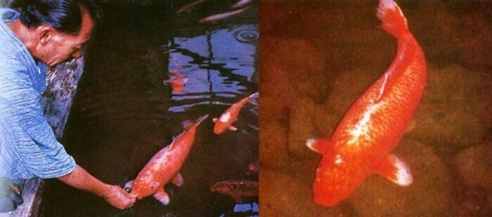 17. Ханако — рыбка кои, которая дожила до 226 лет. В 1966 году ее возраст установили по образцу чешуи. Ханако родилась в 1751 году и умерла 7 июля 1977 года