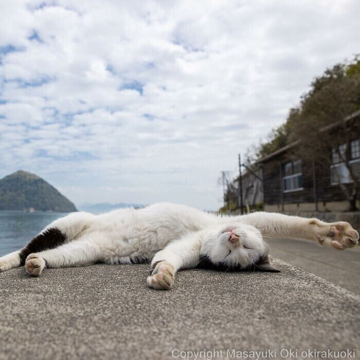 Японские бездомные кошки в объективе фотографа