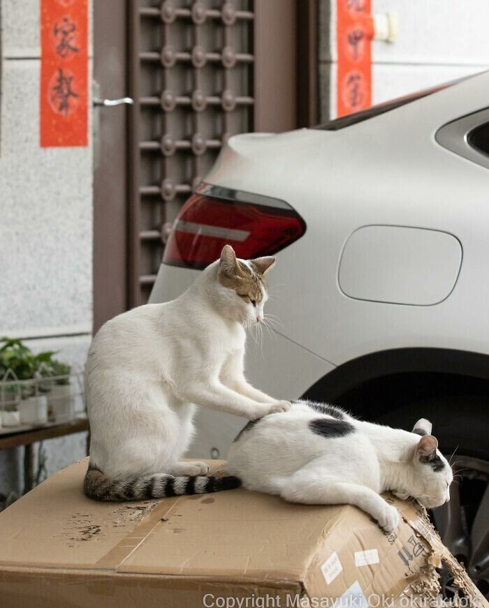 Японские бездомные кошки в объективе фотографа