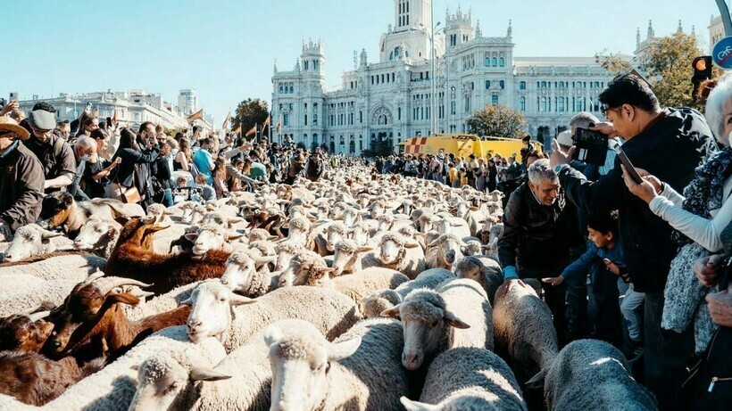 Почему осенью в столице Испании нашествие овец