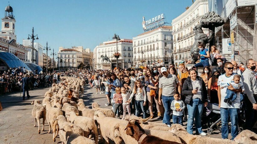 Почему осенью в столице Испании нашествие овец