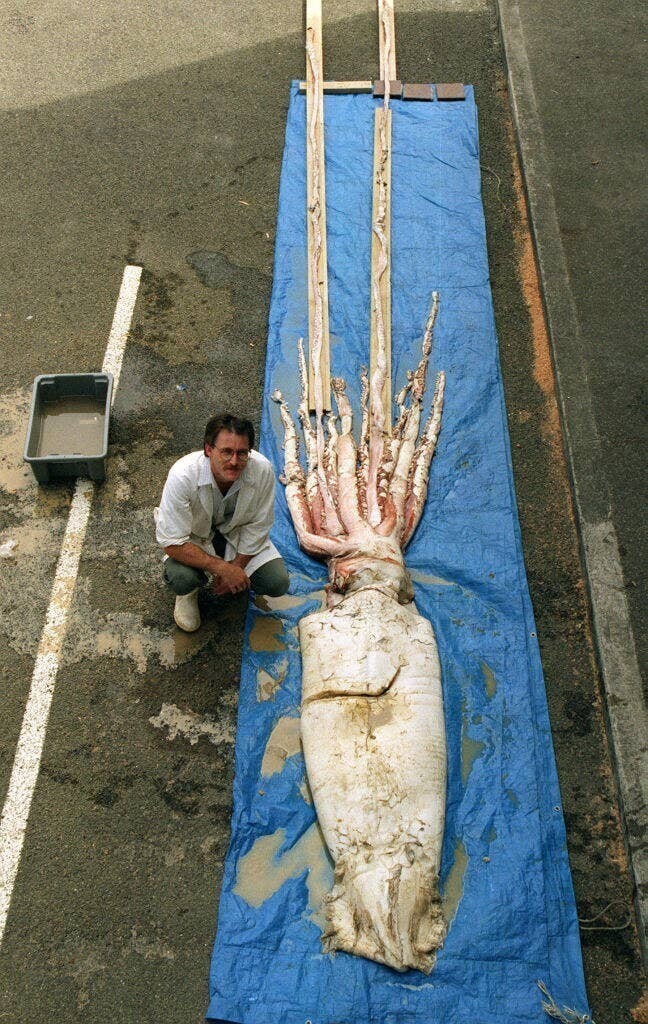2. Вот насколько велик гигантский кальмар по сравнению с человеком