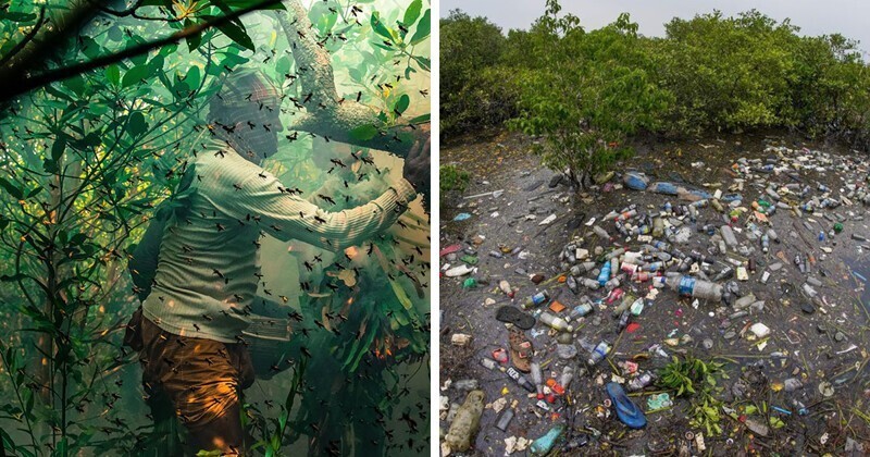 Жюри раздало призы любителям фотографировать мангровые леса
