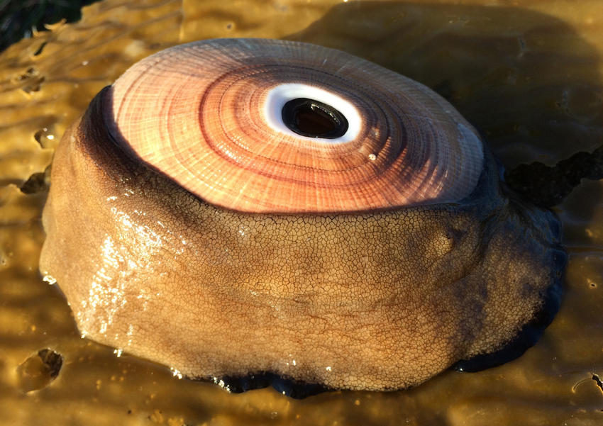 Гигантская замочная скважина: Моллюск, в жилах которого течёт лекарство от рака. 1 литр его крови стоит 100 тысяч долларов!