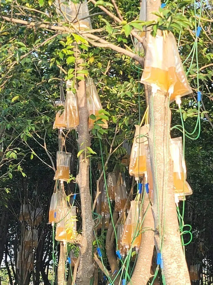В Азии деревья увешаны капельницами