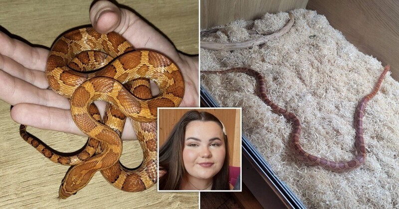 Женщина нашла в постели соседскую змею