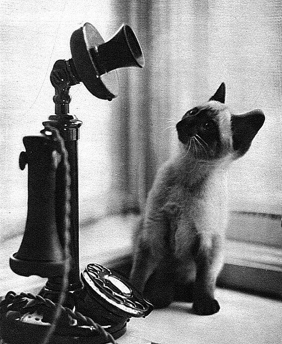  Кот и телефон. Англия, 1932 год